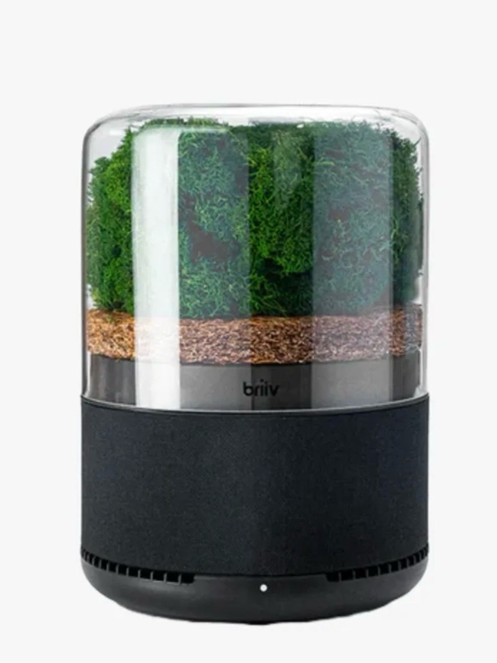 Black Moss Air Purifier Accent